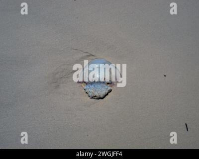 Tote Kanonenkugelqualle (Stomolophus meleagris) im Sand. Stockfoto