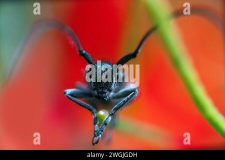 Blisterkäfer (Mylabris variabilis, Meloidae) an den Blüten einer Regenschirmpflanze. Krim. Ultra-Makro Stockfoto