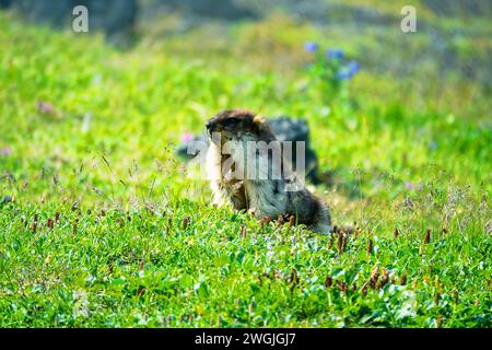 Schwarzkappenmarmot (Marmota camtschatica) in Kamtschatka lebt es auf vulkanischen Umwälzungen auf vulkanischen Schlackenfeldern und auf Bergwiesen. Russland Stockfoto