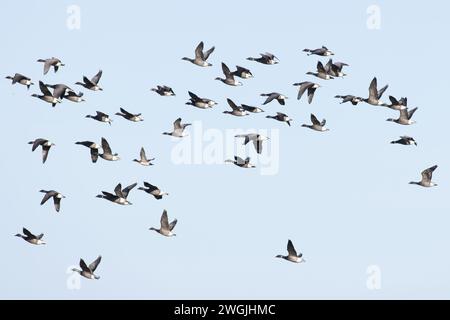 Rotbrüstgans (Branta ruficollis) fliegen mit einer Herde von dunkelbauchigen Brentgänsen (Branta Bernicla) NWT Cley Marshes Norfolk Februar 2024 Stockfoto