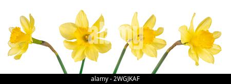 Set, Sammlung von einzelnen gelben Blumen Narzissen isoliert auf weißem Hintergrund. Frühlingsblüte von Jonquil, Osterglocken, Narzissenblüte Stockfoto