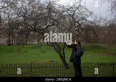 London, Großbritannien. Februar 2024. Eine Frau fotografiert auf ihrem Smartphone die Blüte, die auf Bäumen im St. James's Park erscheint, das erste Zeichen, dass Spring um die Ecke ist. Westminster, London, UK 05. Februar 2024 Credit: Jeff Gilbert/Alamy Live News Credit: Jeff Gilbert/Alamy Live News Stockfoto