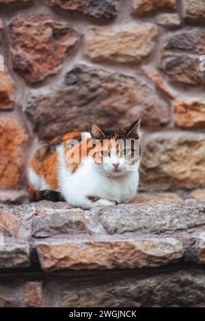 Eine einsame Calico-Katze ruht auf einem Steinvorsprung in Istanbul, Türkei Stockfoto