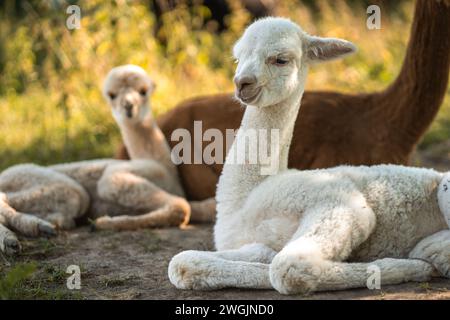 Niedliche weiße Babyalpakas, die auf grünem Gras in der Nähe eines erwachsenen Tieres oder einer Mutter auf der Sommerfarm liegen Stockfoto