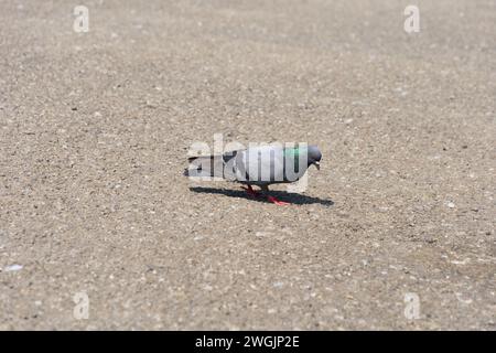 In warmes Sonnenlicht getaucht, spaziert eine Taube anmutig über den glatten Sand in einem friedlichen Park Stockfoto