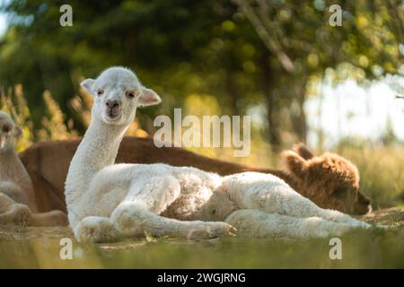 Niedliche, weiße und braune Alpaka-Freunde, die zusammen auf grünem Gras liegen Stockfoto