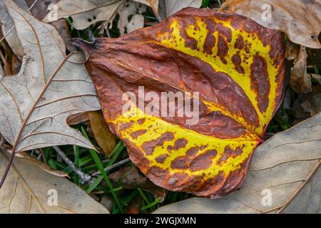 Einzelnes buntes Blatt auf dem Boden neben vielen anderen Blättern während der Herbstsaison in Nord-Zentral-Florida. Stockfoto