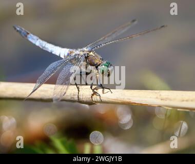 Schwarzschwanzskimmer (Orthetrum cancellatum) männliche Libelle auf einem getrockneten Schilf Stockfoto