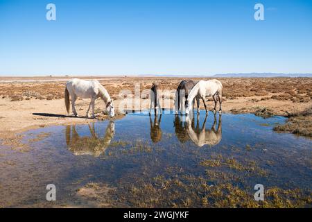Pferdetränk- und Pökelwasser mit Reflexion im Gießloch. Stockfoto