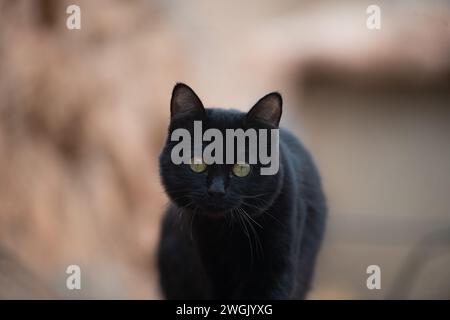 Die schwarze Katze mit grünen Augen Stockfoto