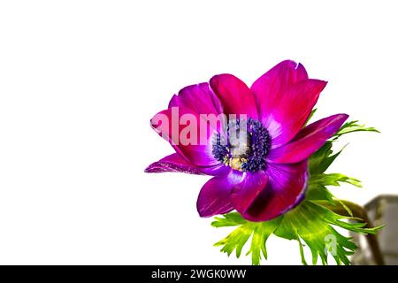 Lila Anemonenblüten mit weißem Hintergrund. Stockfoto