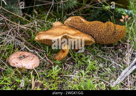 Rinderbolete (R), Safranmilchkappe (L), Sherford Bridge, Dorset, Vereinigtes Königreich Stockfoto