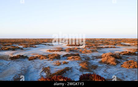 (Marsh) flaches Sedimentwasserbecken nicht voll mit Wasser Stockfoto