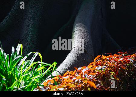 Großer Baumstamm in einem Schatten wie im Märchen Stockfoto