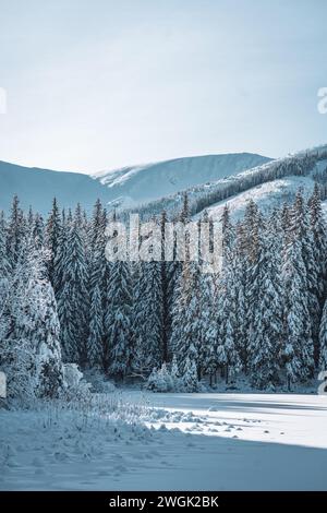 Winterlandschaft mit Kiefernwald und Bergen, verschneite See oder Feld mit Schneelage, Niedere Tatra in der Slowakei Stockfoto