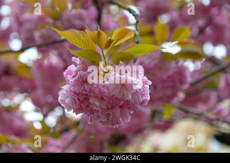 Nahaufnahme der Blüten einer Prunus serrulata oder japanischen Kirsche (auch Bergkirsche, orientalische Kirsche oder Ostasiatische Kirsche genannt). Es ist eine Art von c Stockfoto