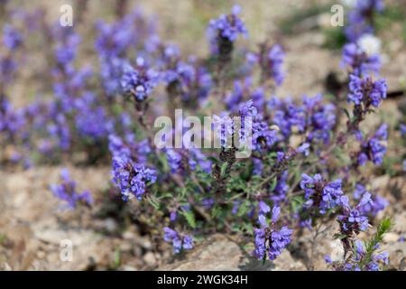 Prunella vulgaris (bekannt als Selbstheilung, Heilung alles, Wundkraut, Herz-der-Erde, Zimmermannskraut, Braunkraut und blaue Locken) ist eine krautige pla Stockfoto