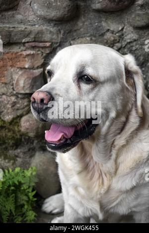 Großer weißer Hund der Taucherrasse sitzt vor dem Hintergrund einer alten Steinmauer. Der gutmütige reinrassige Hund hat den Mund geöffnet. Stockfoto