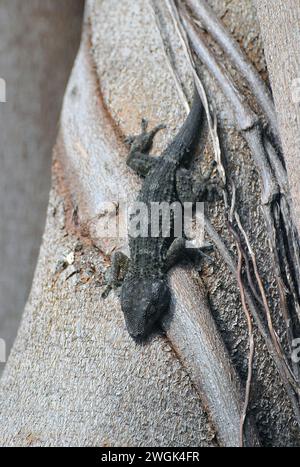 Teneriffa-Gecko, Delalande-Gecko, Kanarengecko, Tarentola delalandii, Tenerifei gekkó, Teneriffa, Kanarische Inseln, Spanien Stockfoto