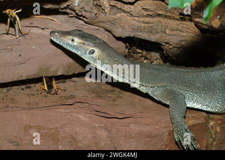 Mertens Wassermonitor, Mertens-Wasserwaran, Australische Wasserwaran, Varan de Mertens, Varanus mertensi Stockfoto