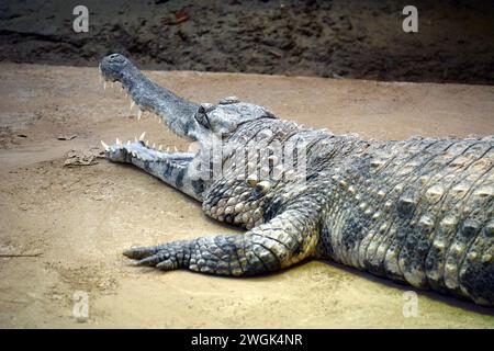 Westafrikanisches schmales Krokodil, Westafrikanisches Panzerkrokodil, Faux-gavial d'Afrique, Mecistops cataphractus, páncélos krokodil Stockfoto