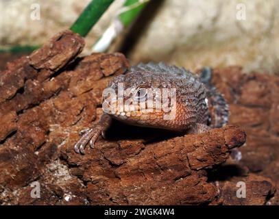 Stokes's Skink, Gidgee Skink, Stachelschwanzskink, Egernia stokesii, szkink Stockfoto