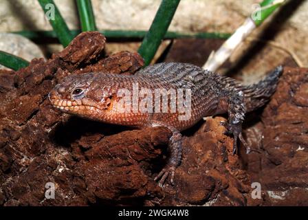 Stokes's Skink, Gidgee Skink, Stachelschwanzskink, Egernia stokesii, szkink Stockfoto