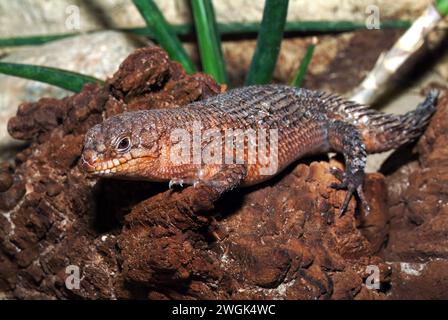 Stokes's Skink, Gidgee Skink, Stachelschwanzskink, Egernia stokesii, szkink Stockfoto