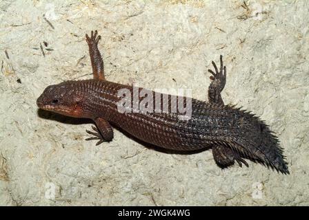 Stokes's Skink, Gidgee Skink, Stachelschwanzskink, Egernia stokesii, szkink Stockfoto