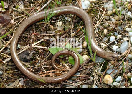 Langsamer Wurm, Taube, Blindschleiche, Orvet, Anguis fragilis, lábatlangyík, Ungarn, Magyarország, Europa Stockfoto