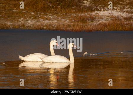 Zwei Schwäne schwimmen glücklich zusammen in der goldenen Morgensonne in einem gefrorenen Dünensee im North Holland Dune Reserve in Bergen aan Zee. Stockfoto