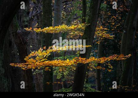 Zorro in Herbstfarben in den Bergerbos. In den Niederlanden. Die Blätter, die noch auf den Bäumen liegen, heben sich wunderbar von den dunklen Ästen ab. Stockfoto