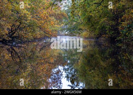 Reflexion der überhängenden Bäume in Herbstfarben im Graben des Robbenoordbos. Die aufgehende Sonne beleuchtet den Graben und die . Stockfoto