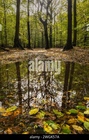 Es ist Herbst. Gefallene Blätter schweben nach einem starken Regenschauer in einer Wasserpfütze. Der Wald von Heiloo zeigt seine schönen Herbstfarben Stockfoto