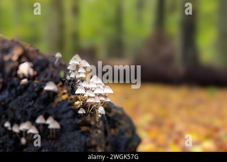 Kleine weiße Pilze (Clustered Bonnet) auf einem Stück Baumstamm im Wald von Heiloo. Der Baumstamm ist von herabfallenden Blättern in Herbstfarben umgeben. Stockfoto