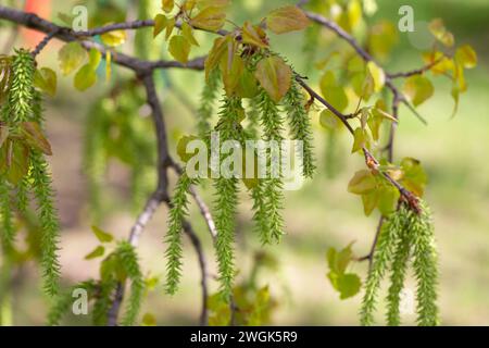 Grüne Aspenkinder in einem Laubwald auf natürlichem Hintergrund Nahaufnahme. Feder. Aspen Zweige ohne Blätter, aber schon mit Katzetten, sonnen Sie sich in t Stockfoto