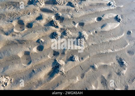 Schlickwellen im Wattenmeer der Nordsee bei Niedrigwasser *** Schlammwellen im Wattenmeer der Nordsee bei Ebbe Stockfoto