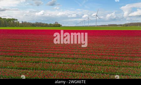 Feld mit Tulpenblumen und Windmühlenpark in den Niederlanden, Europa, an einem sonnigen Tag Stockfoto