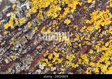 Terrasse des Stadthauses mit Blick auf den Berg. Detailplan der Mandel-Baumrinde. Stockfoto