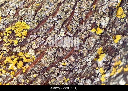 Terrasse des Stadthauses mit Blick auf den Berg. Detailplan der Mandel-Baumrinde. Stockfoto