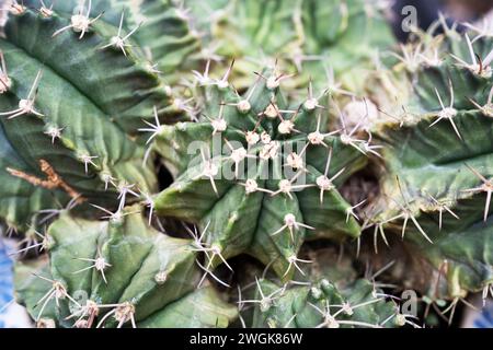 Nahaufnahme von Kakteen Gymnocalycium mihanovichii von oben Stockfoto