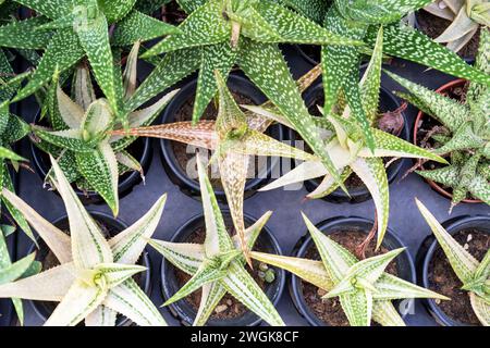 Blick von oben auf Aloe Green und Hybrid-Varietät Stockfoto