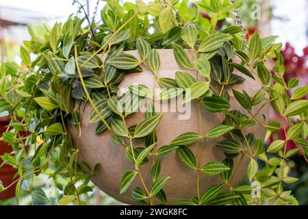 Nahaufnahme von Peperomia angulata Funky Frog in einem Hängetopf Stockfoto