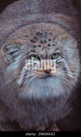 Porträt von Pallas Katze (der lokale Name ist „manul“), der wilden asiatischen Katze Stockfoto