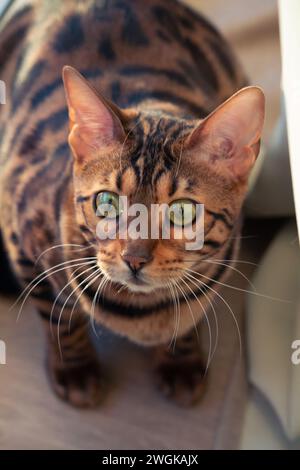 Charmante bengalische Katze, die sich entspannt und dich mit seinen durchdringenden blauen Augen ansieht Stockfoto