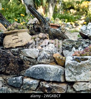 Ringelblumen (Calendula officinalis), Lilien (Iris) und Immortellen (Sempervivum) im Innenhof eines Stadthauses. Detailplan im Steinpflanzgefäß. Stockfoto