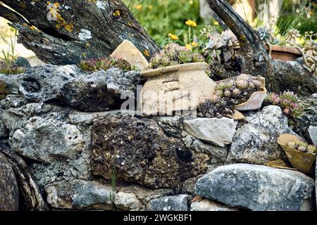 Ringelblumen (Calendula officinalis), Lilien (Iris) und Immortellen (Sempervivum) im Innenhof eines Stadthauses. Detailplan im Steinpflanzgefäß. Stockfoto