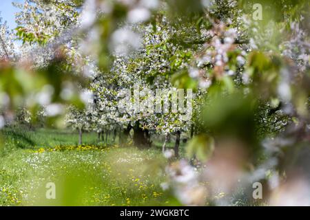 Blühende Kirschbäume im Dorf Ockstadt, Teil der Stadt Friedberg, Hessen, Deutschland, Europa Stockfoto