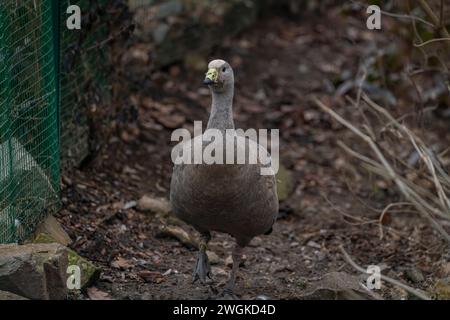 Graue Gans im Winter kalter Tag mit trockenem, schmutzigem Boden Stockfoto