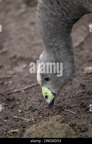 Graue Gans im Winter kalter Tag mit trockenem, schmutzigem Boden Stockfoto